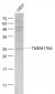 TMEM176A Rabbit pAb